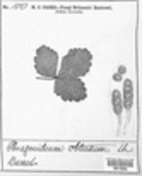 Phragmidium fragariae image
